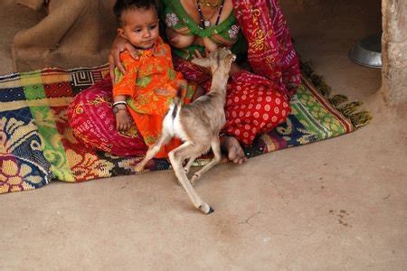 In Rajasthan, Bishnoi Woman Breastfeeds Baby Deer..